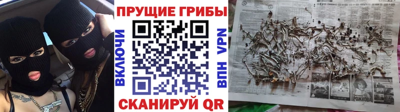 Купить закладки  Кропоткин  Псилоцибиновые грибы Psilocybe 